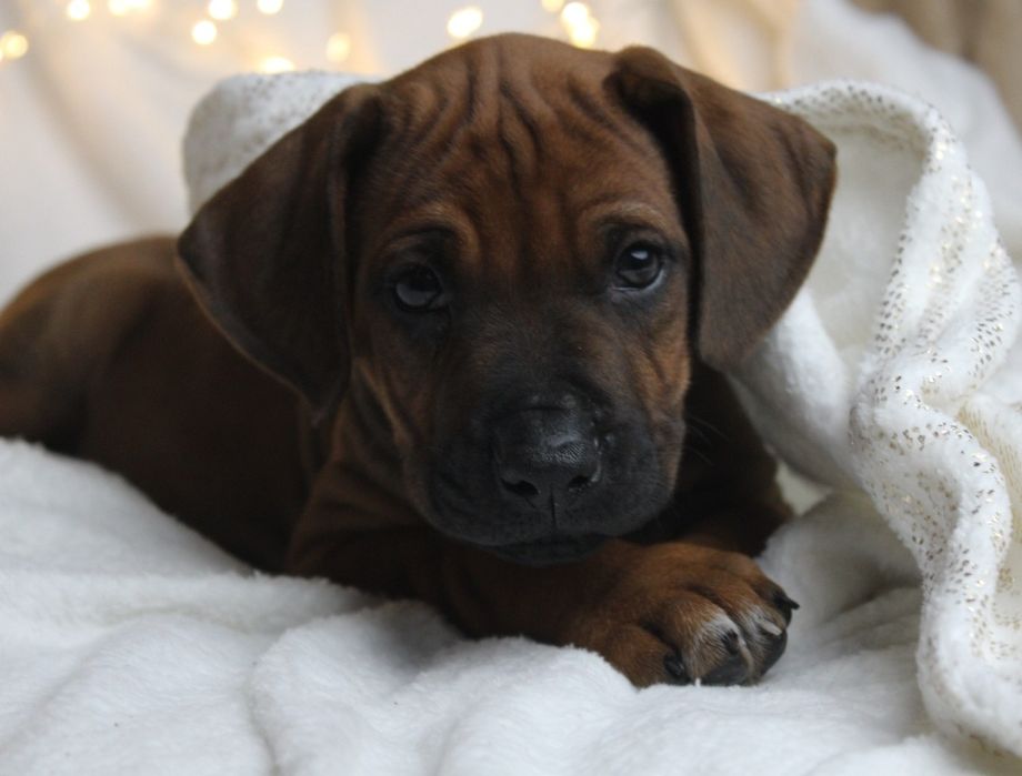 Rhodesian Ridgeback-piesek