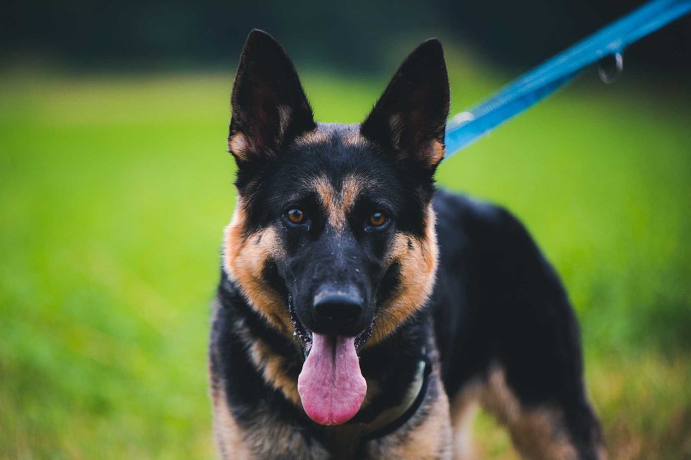 Dora, młoda suczka,  szuka domu