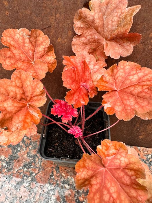 Гейхера арабіка, фореве ред