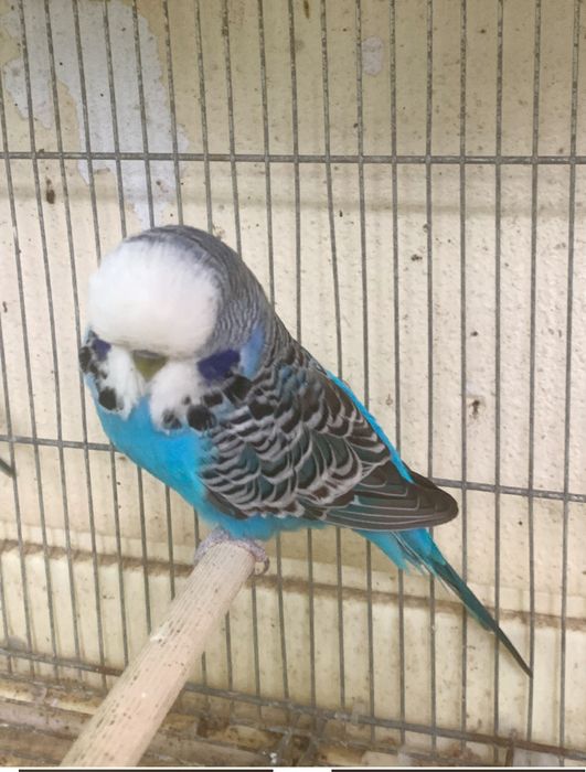 2 piriquitos ingles machos do principio do ano