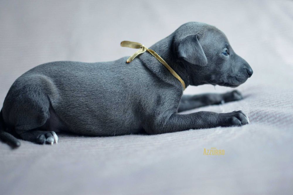 charcik włoski - elegancik z muszką