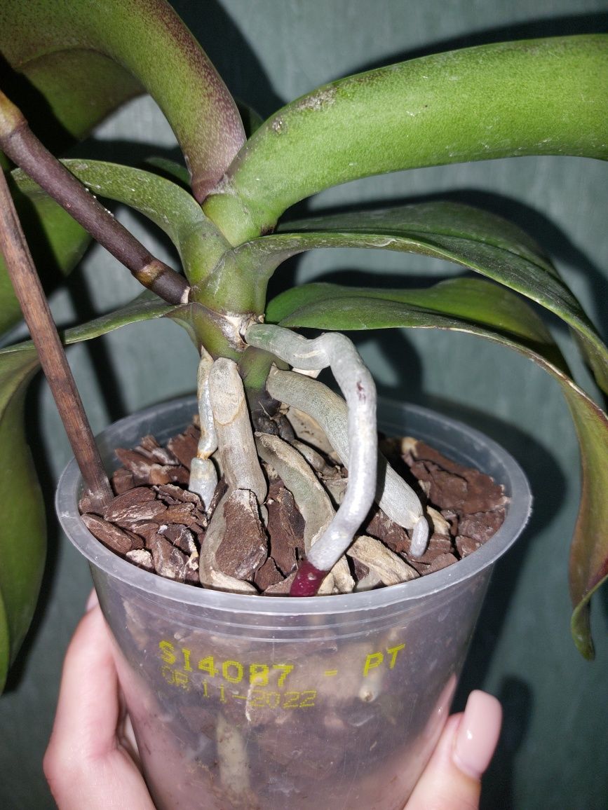 Фаленопсис. Орхидея.