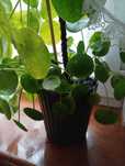 Kwiat pieniążek #bejbiki #Pilea
