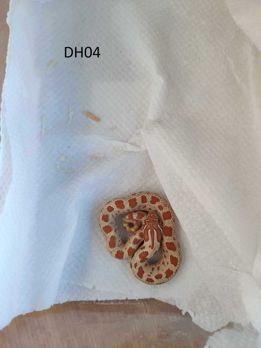 Heterodon Zachodni Toffee conda 50% poss. het. albino SAMIec