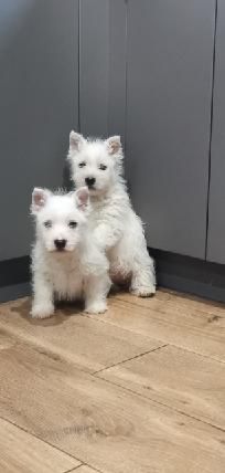 West Highland White Terrier
