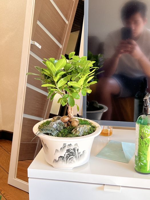 Бонсай у китайському горщику: ficus microcarpa