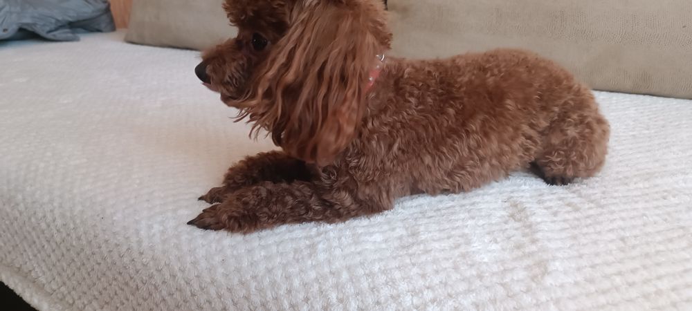 Вязка той пудель