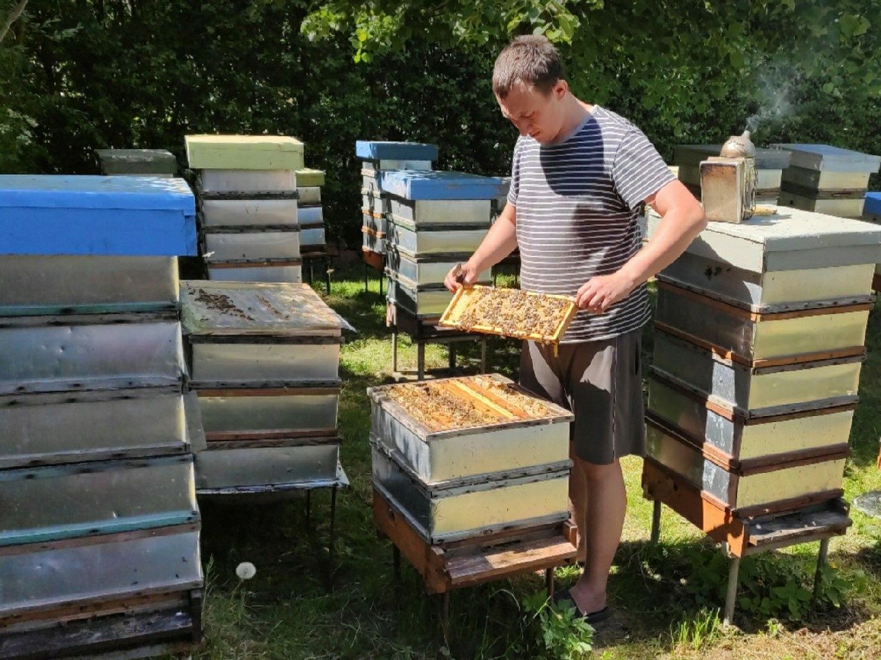 5+1 PRIMA matki pszczele Pasieka Wolinia