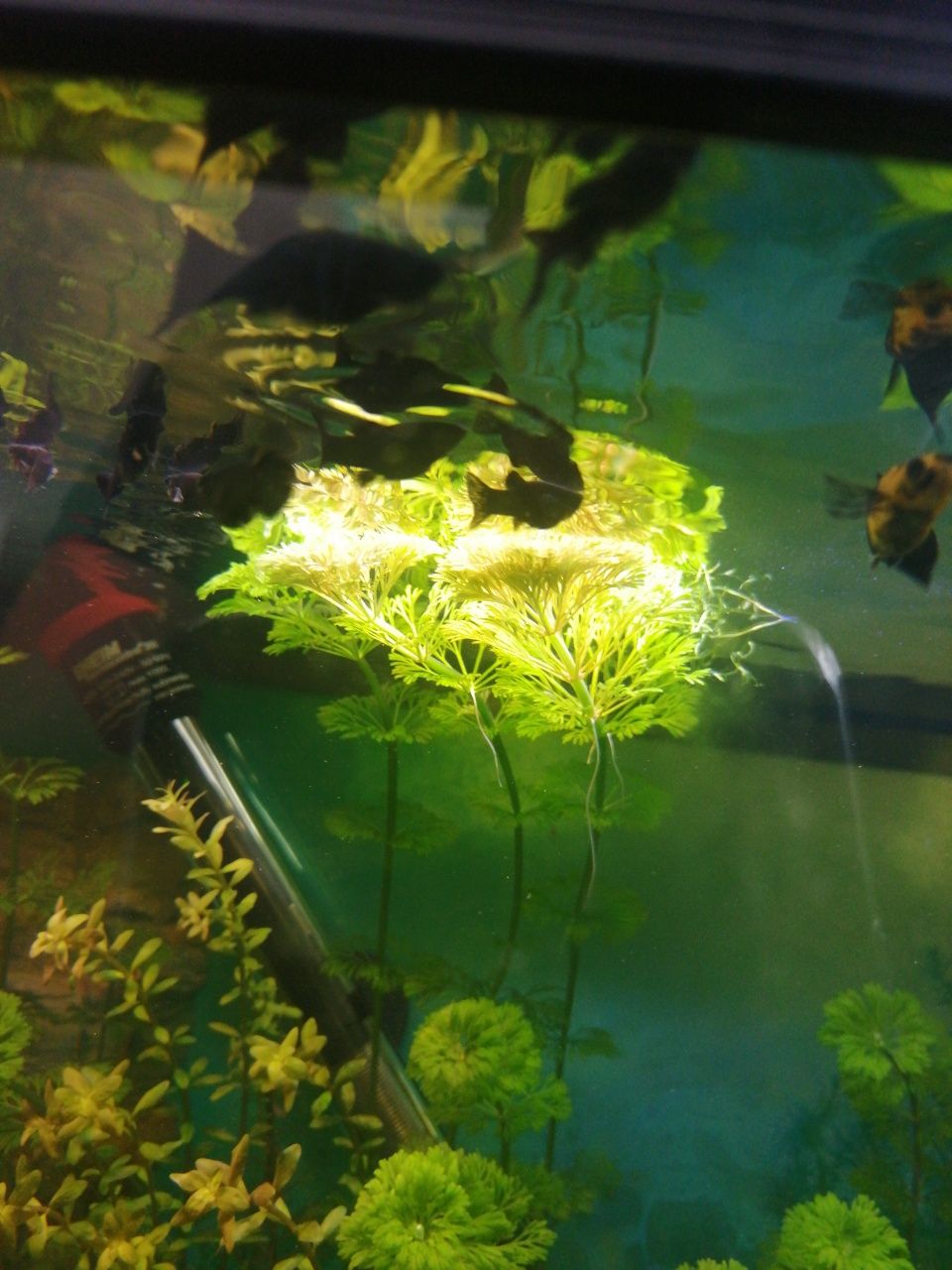 Guppies, papagaios anões, Molly's, espadas e camarões