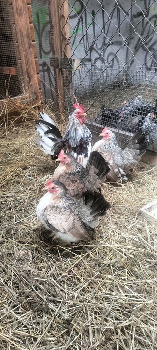 Jajka lęgowe serama