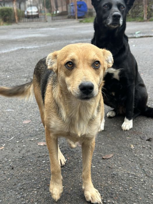Лагідна собачка Жужа шукає дім! Стерилізація та вакцинація будуть.