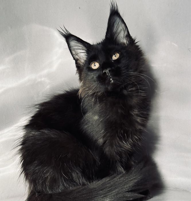 Ласковая черная пантера