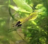 Endler Yellow Tiger speartail .