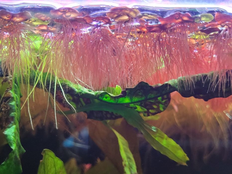 Phyllanthus fluitans rośliny pływające po tafli akwarium