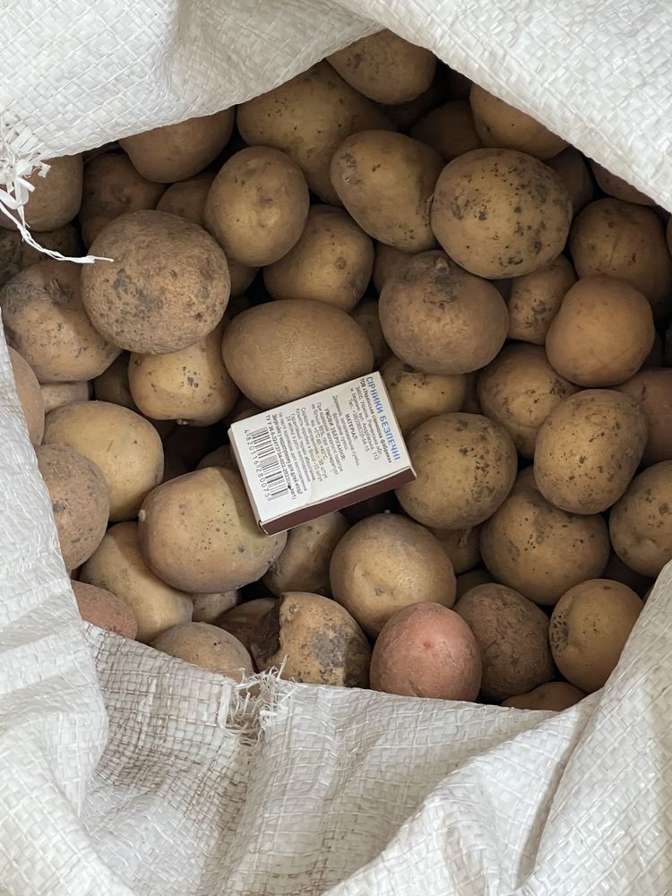 Продам картоплю Домашню — якість гарантую!