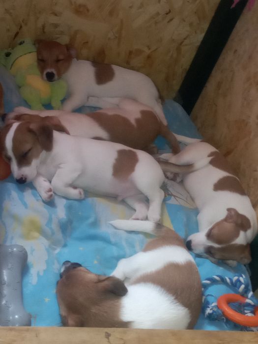 Щенки Джек Рассел