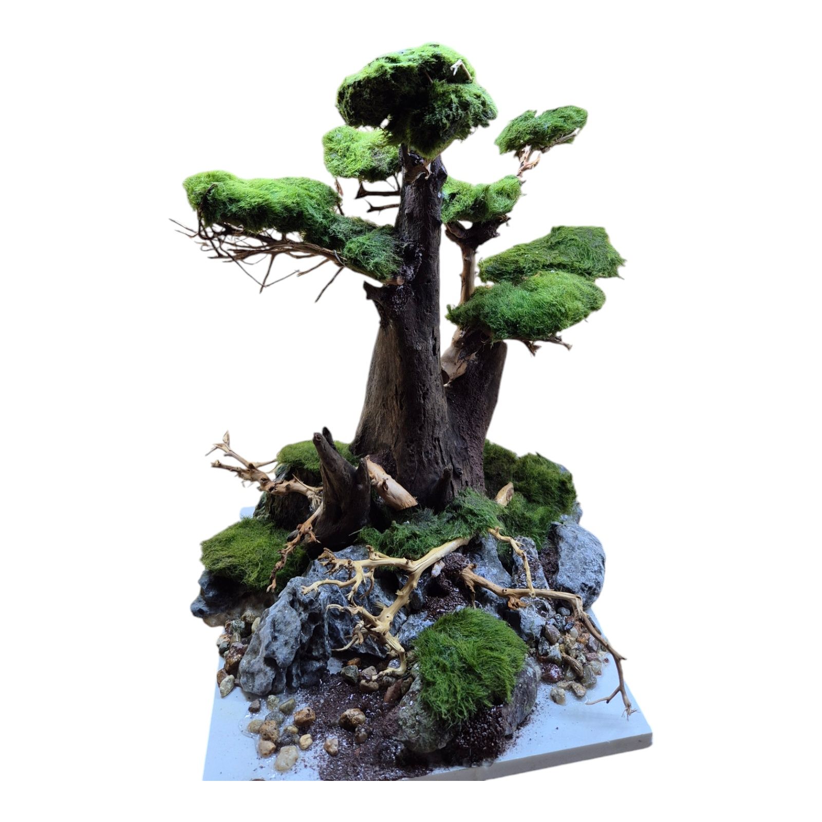 Drzewko bonsai do akwarium