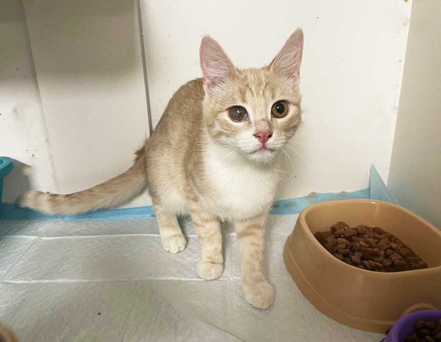 Котенок Голди 3 месяца ищет дом