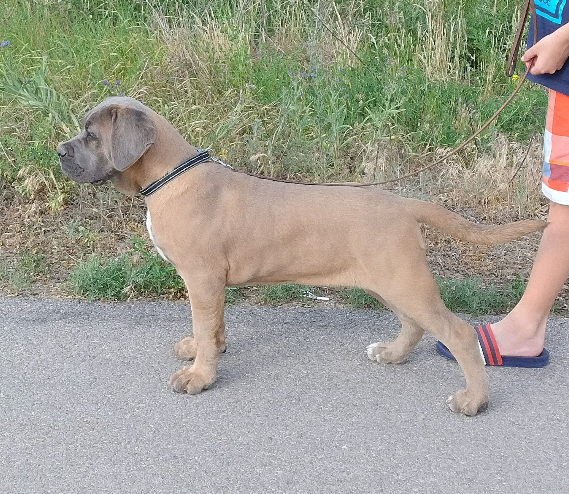 Cane Corso suczka FCI