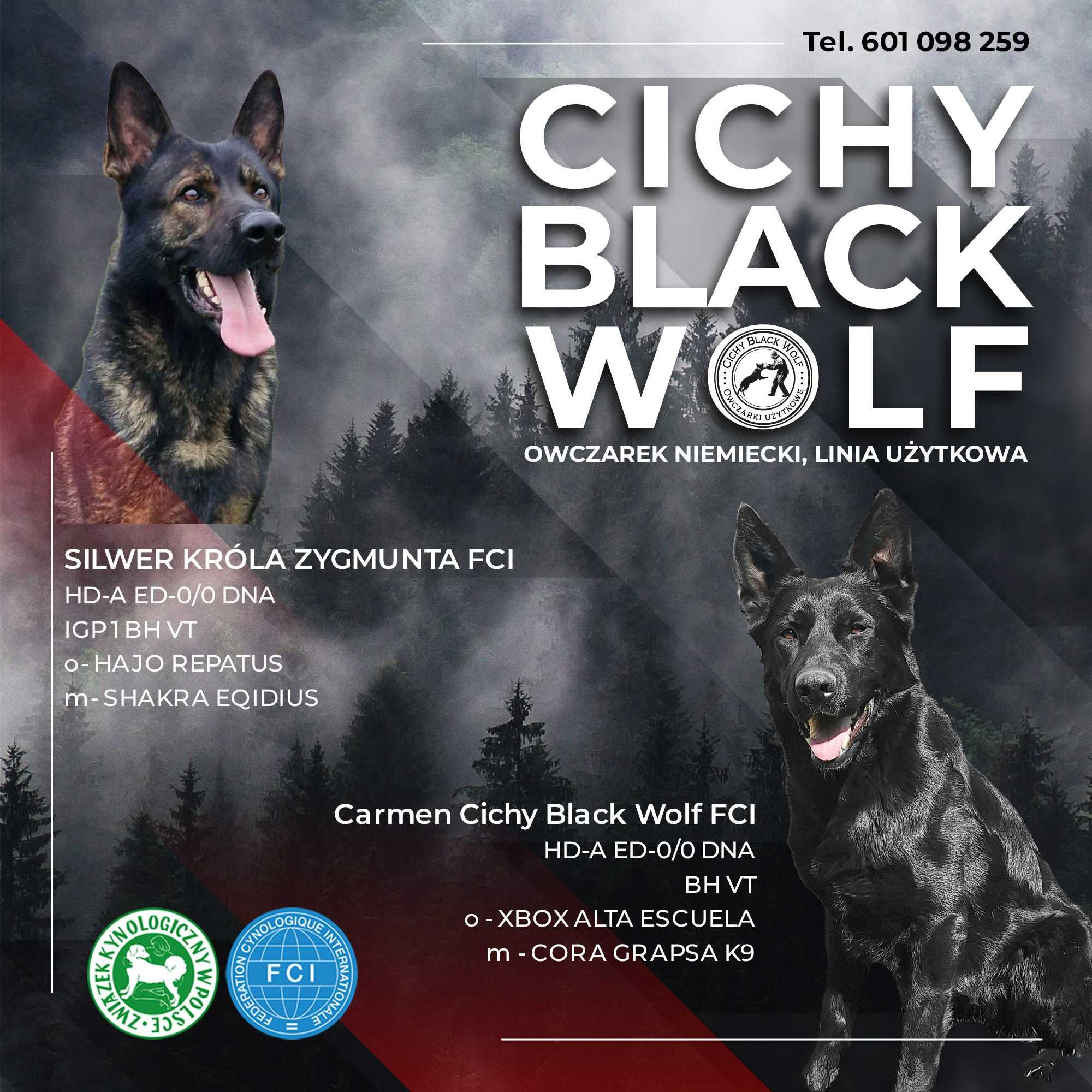 Owczarek niemiecki krótkowłosy Użytkowy FCI/ZKWP