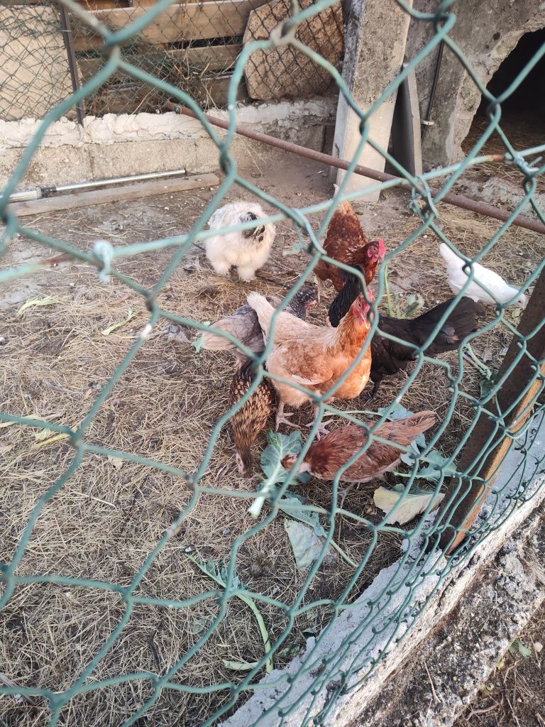 Galinhas varias raças
