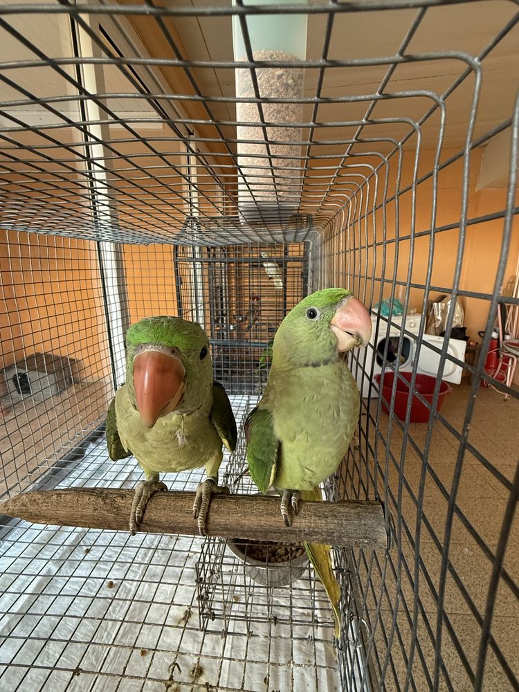 Varias aves ver descrição