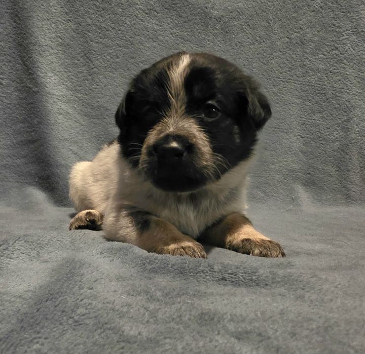 Oddam pieski w dobre ręce