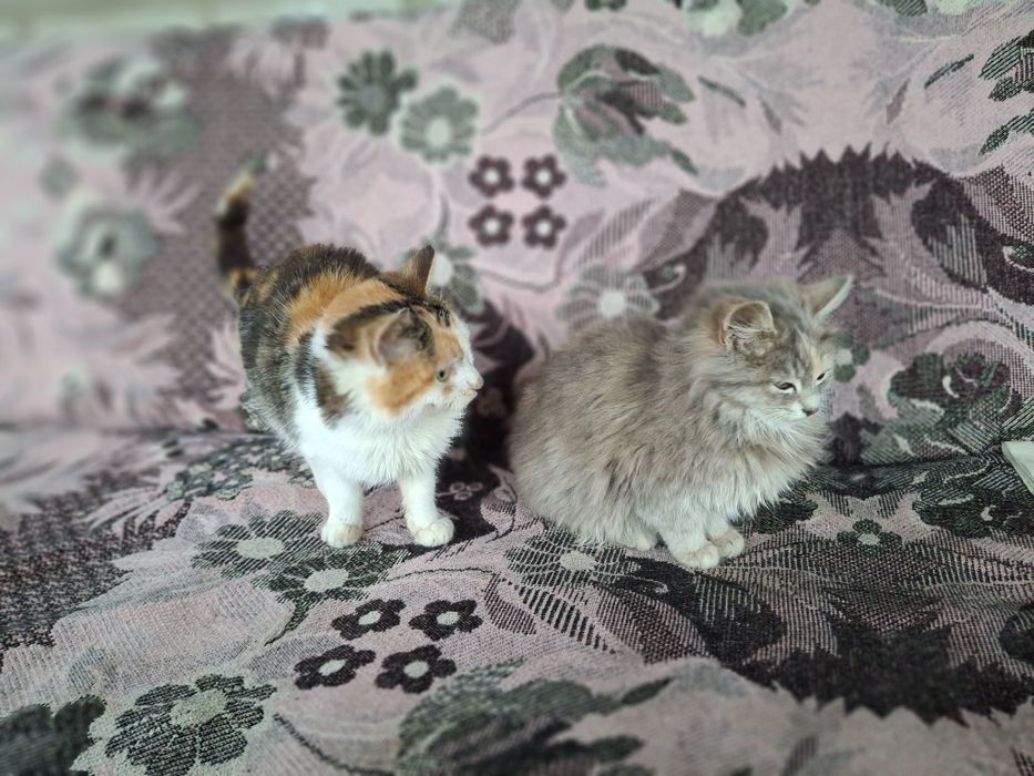 Віддам котенят в добрі руки