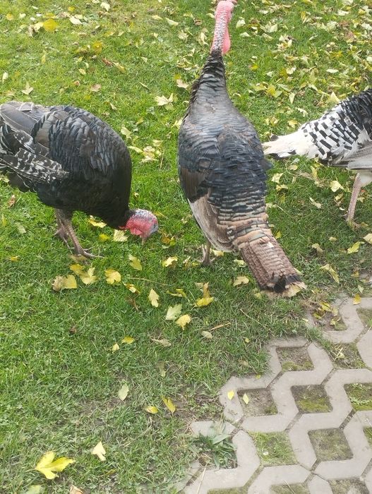 Indyki sprzedam polecam