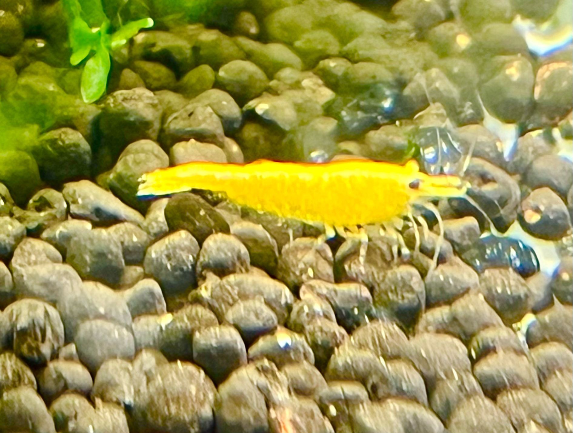 Krewetki Neocaridina Yellow Neon Żółte Ładne Krewetki