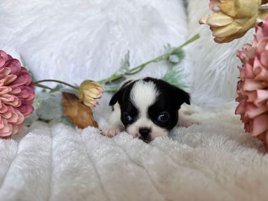 Chihuahua  Super Mini. Menina.Cabeça de maçã.