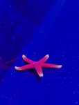 Akwarium morskie - Fromia monilis
