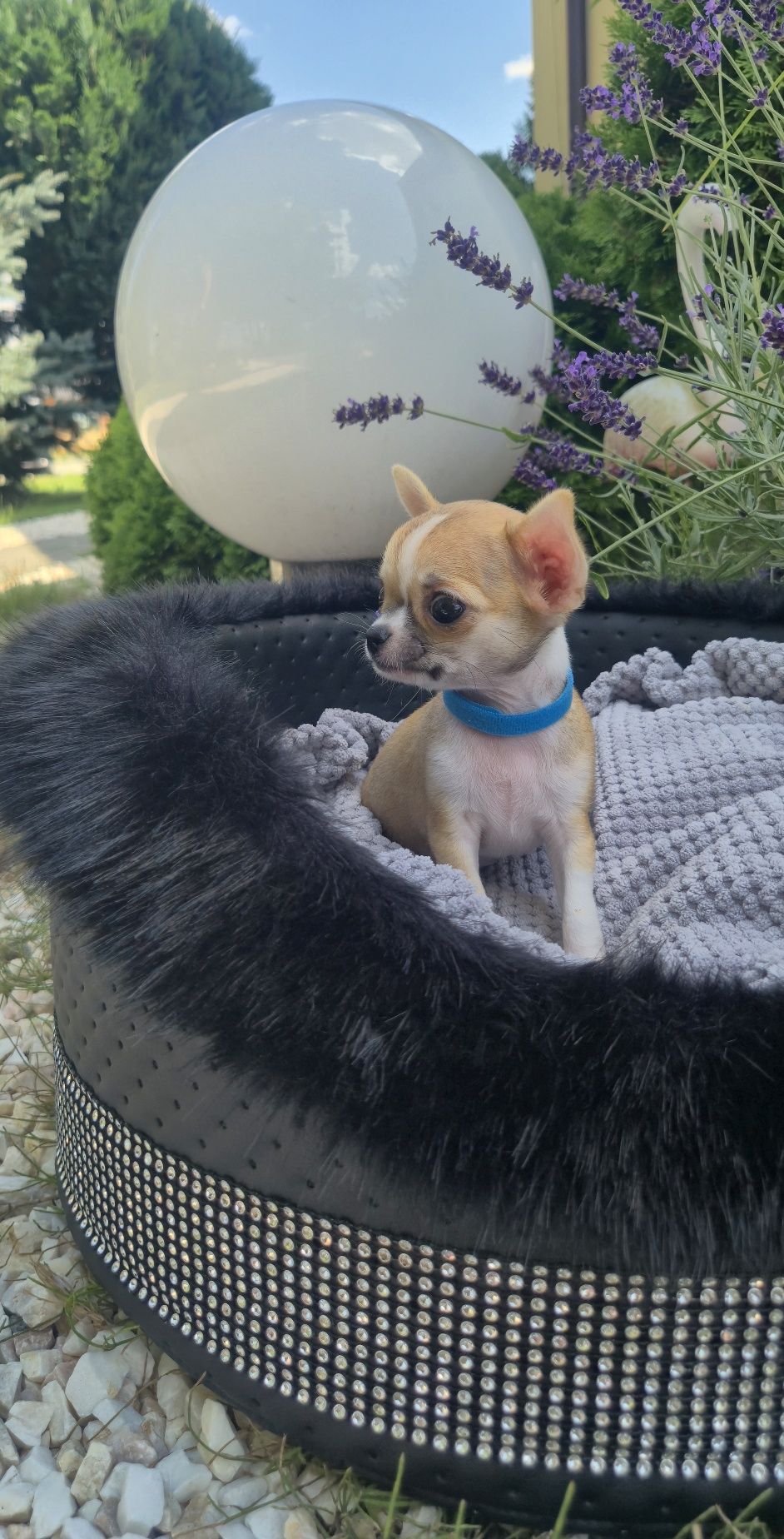 MINI XXS przecudowny chłopczyk chihuahua krótkowłosy miniaturka