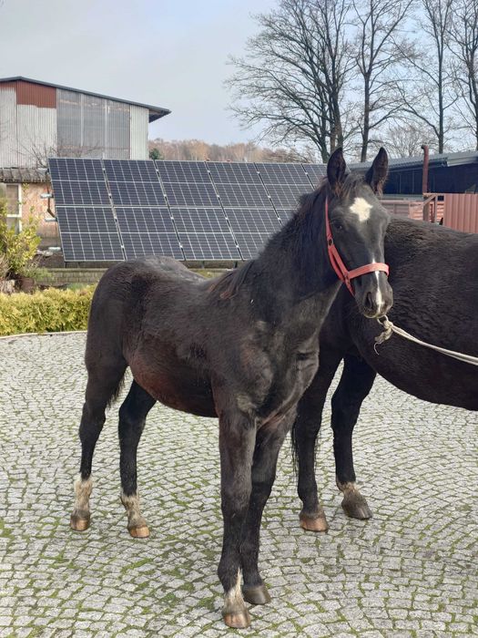 Klacz śląska odsadek sprzedam