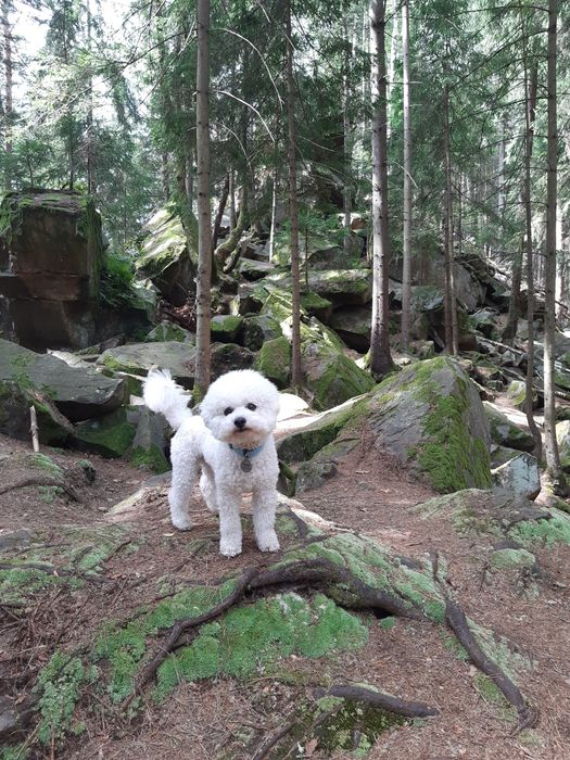 Бішон фрізе в'язка