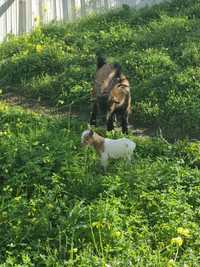 Cabras anãs para venda