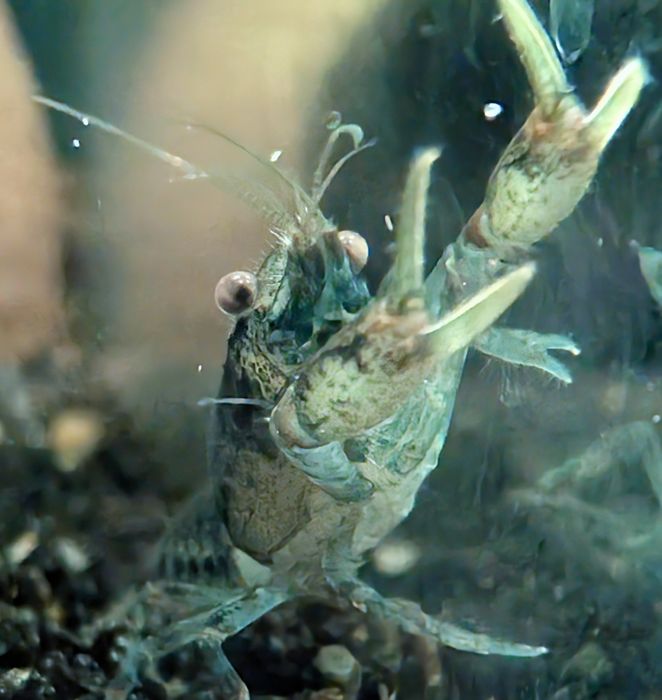 Cambatellus diminutus. Najmniejszy raczek akwariowy.