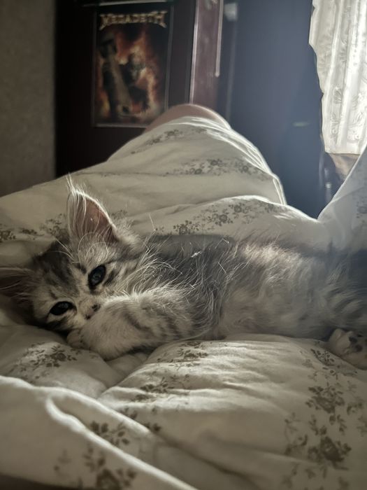 Отдаю кошечку, подкинули. Примерно 2.5 месяцев