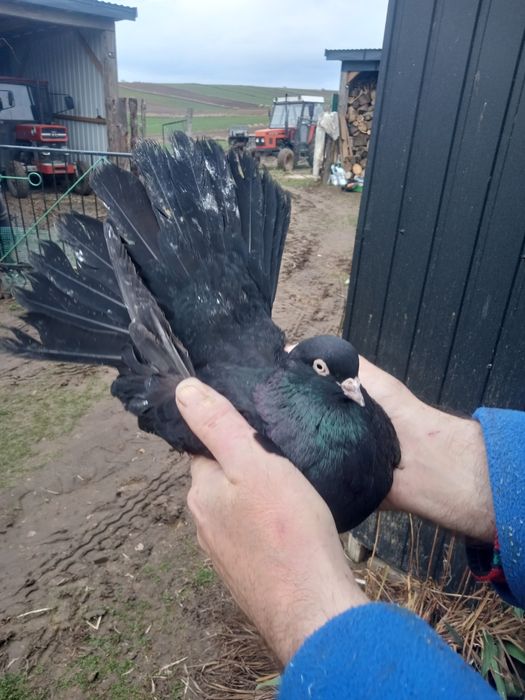 Gołębie Orliki lubelskie