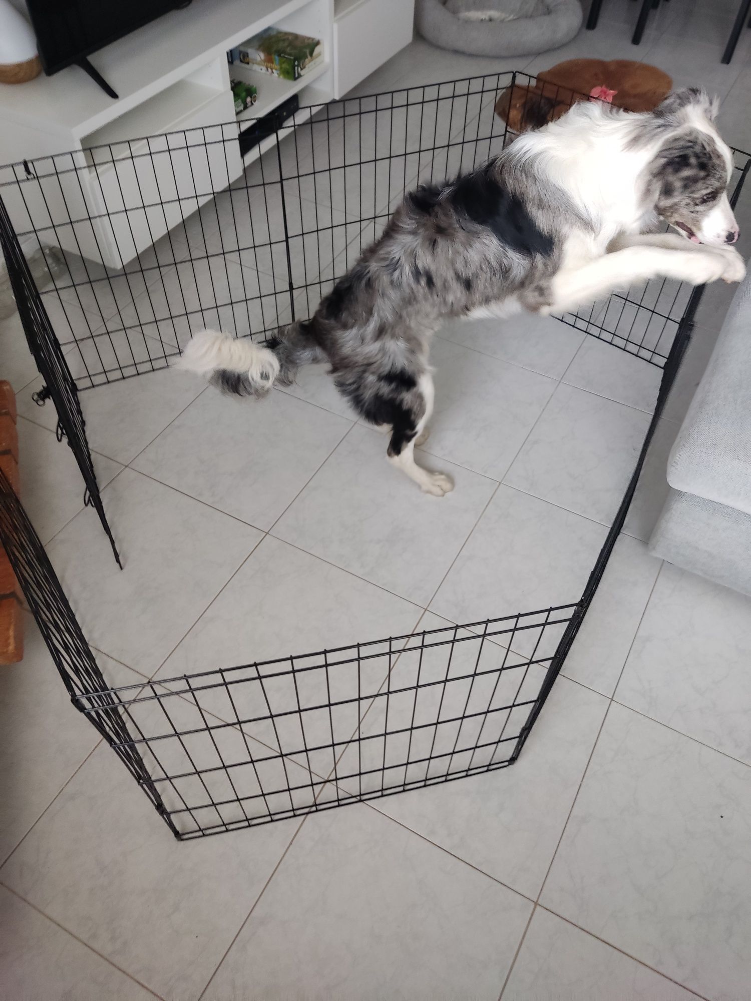 Outech Jaula Dobrável Preta para cães