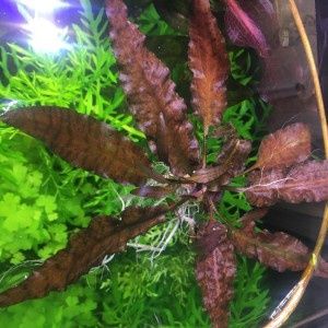 Продам  аквариумные растения.