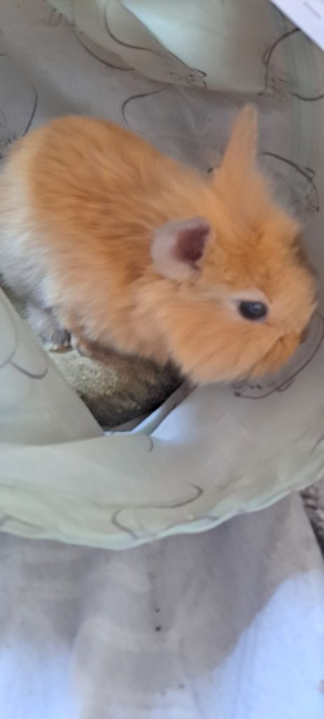 Śliczny króliczek rasy karzełek Teddy .