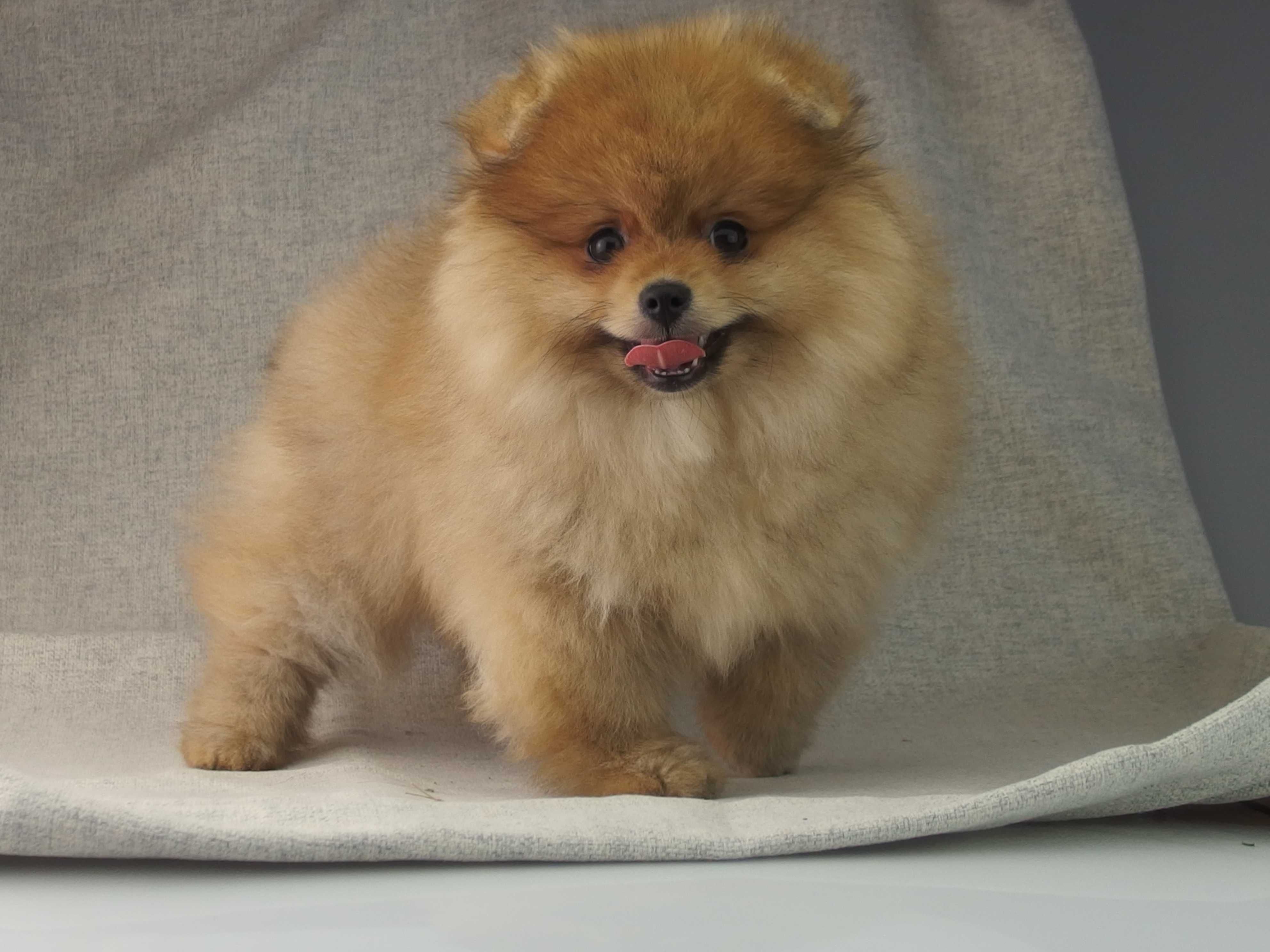POMERANIAN   FCI szpic miniaturowy # SUCZKA