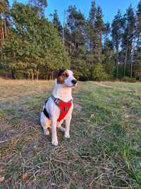Jack Russell Terrier - Dobry Reproduktor , Krycie Suczki wysokonożny