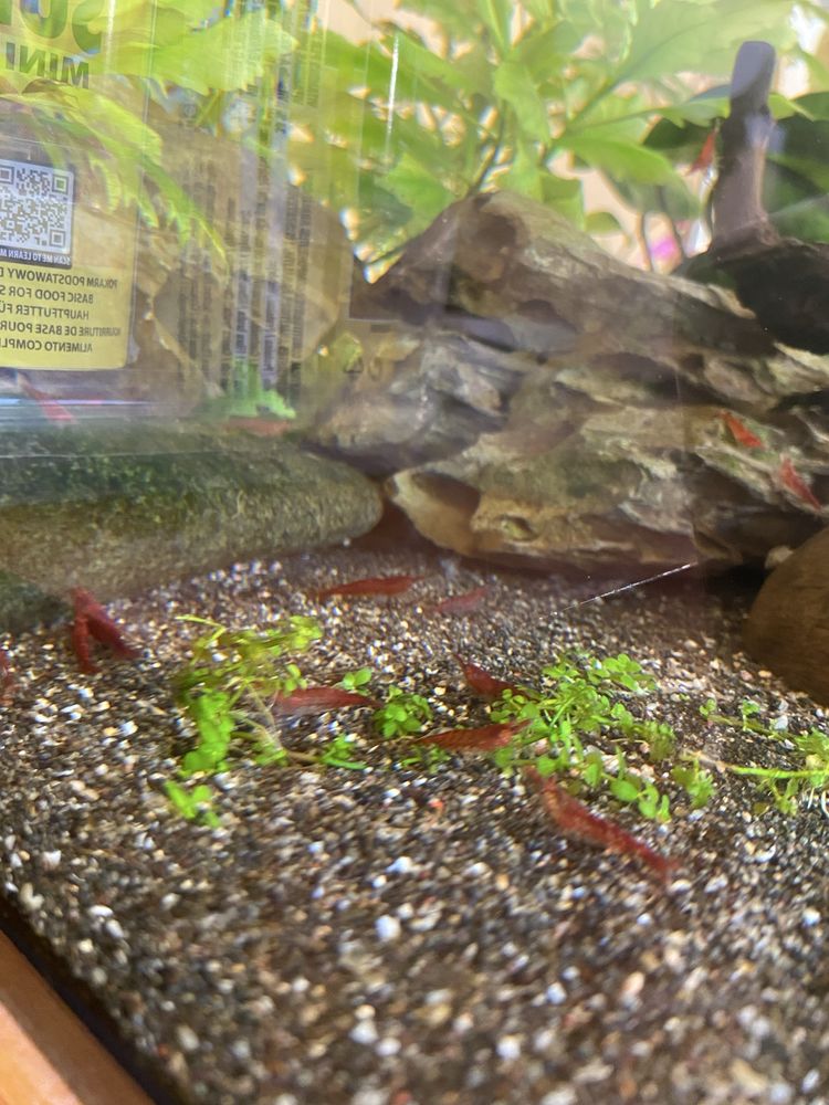 Neocaridina red cherry