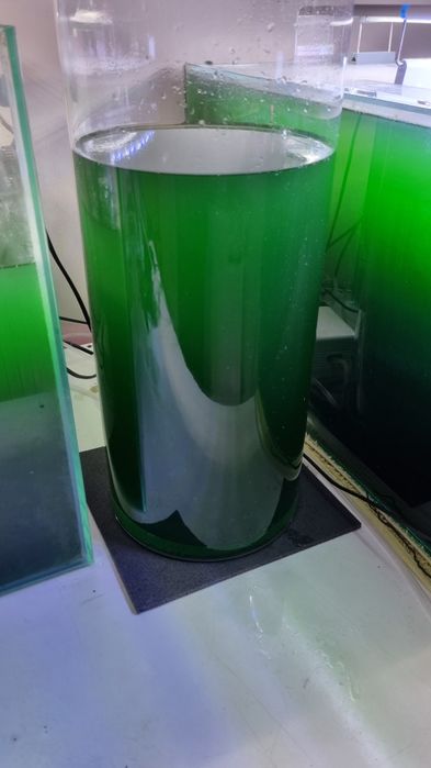 Fitoplankton 4 litry