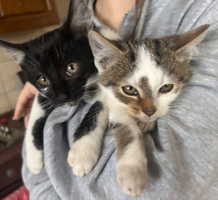 Oddam kotki w dobre ręce