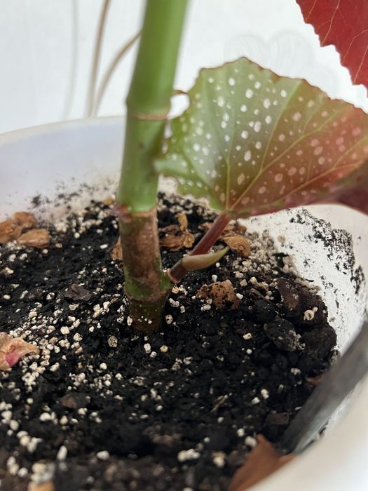 Бегонія Angel Wing (Крила ангела)