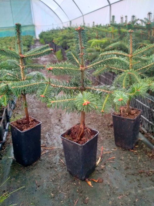 Jodła kaukaska WYSYŁKA Abies nordmanniana Ambrolauri