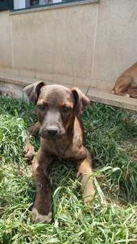 Cachorros para adoção